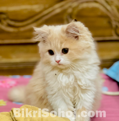 Persian kitten